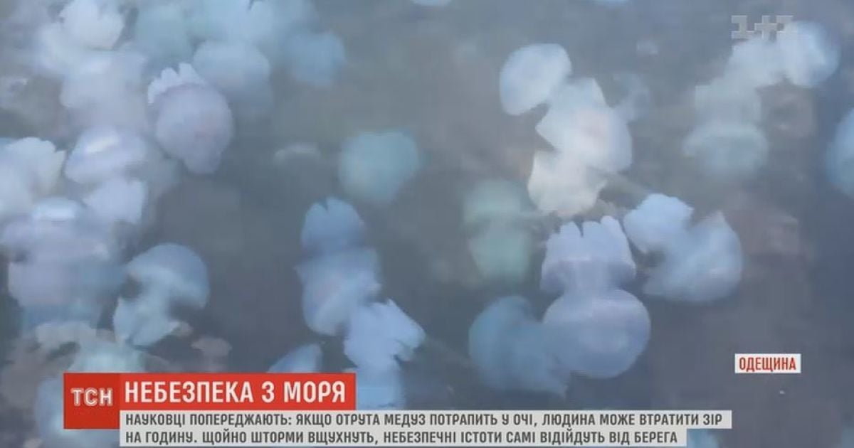 Небезпечні медузи-корнероти атакували узбережжя Чорного моря в Одесі