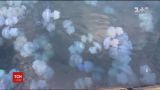 Опасность на курорте: медузы-корнероты ужалили десяток отдыхающих в Одессе