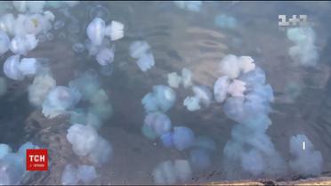 Опасность на курорте: медузы-корнероты ужалили десяток отдыхающих в Одессе