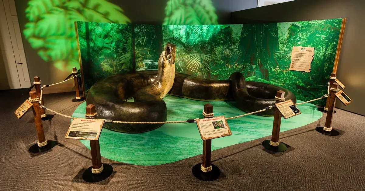 Модель титанобоа в натуральну величину з крокодилом у пащі