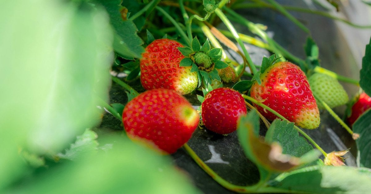 Підживлення полуниці після зими