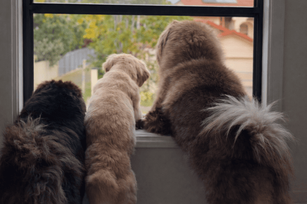 Троє собак, які були показані на відео / © скриншот з відео