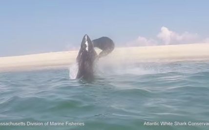 Очевидцы засняли впечатляющий прыжок хищной акулы во время охоты на тюленя