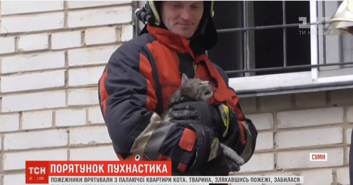 В Сумах пожарные спасли кота, который с перепугу забился под диван в охваченной пламенем квартире