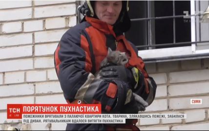 У Сумах пожежники врятували кота, який з переляку забився під диван в охопленій полум'ям квартирі