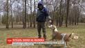 В Ровно пес вцепился в 4-летнего мальчика