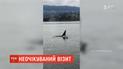 Хижих косаток помітили у гавані канадійського міста Ванкувер