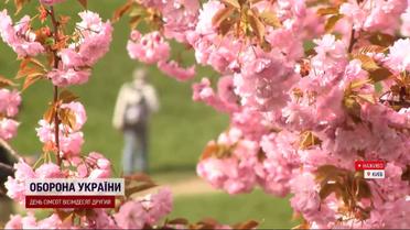 Невероятная красота! В ботсаду им. Гришка расцвела аллея сакур