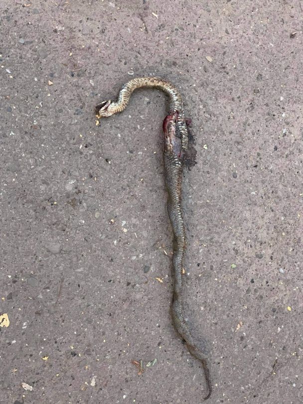 фото / Diana Diana Facebook