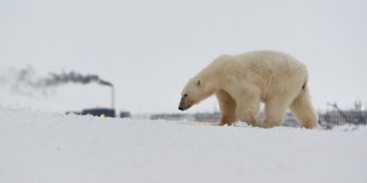 У WWF назвали вбивство білої ведмедиці в Арктиці садизмом