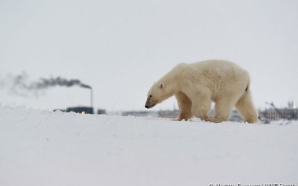 У WWF назвали вбивство білої ведмедиці в Арктиці садизмом