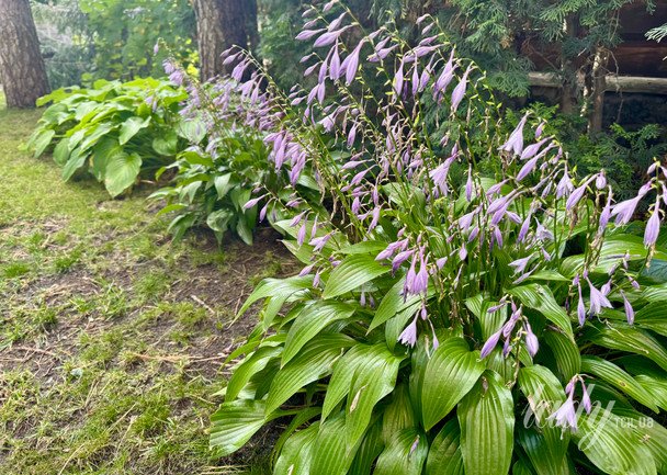 Гости / © ТСН