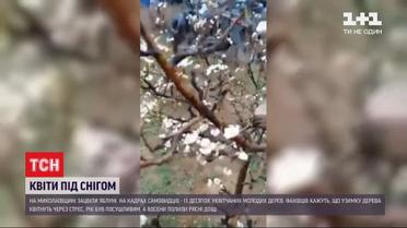Цветы под снегом: в Николаевской области зацвели яблони