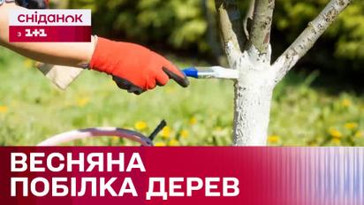Уход за садом или эстетика: стоит ли белить деревья весной?