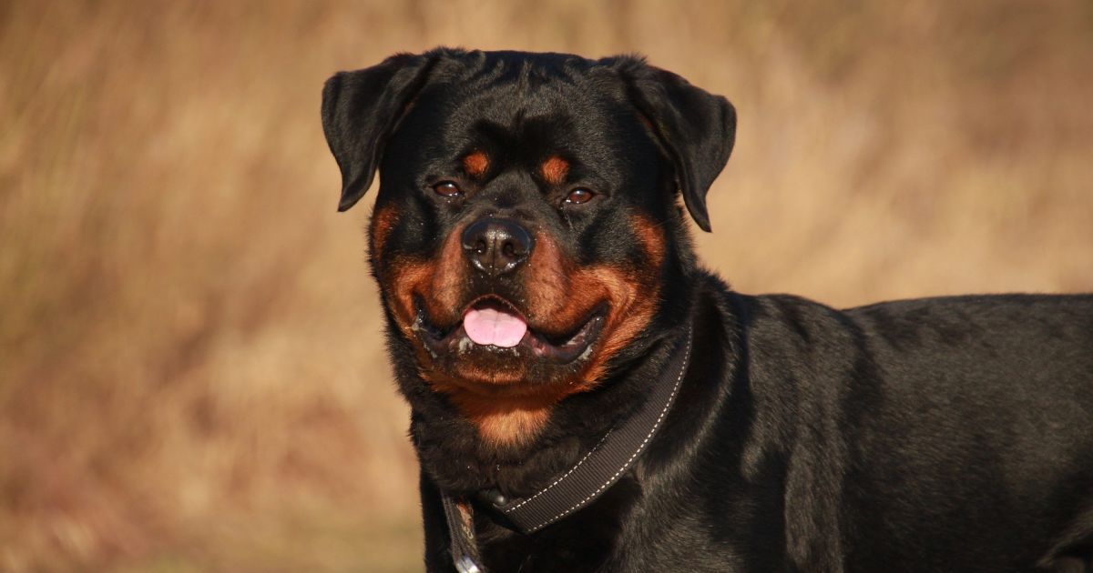 Ротвейлер