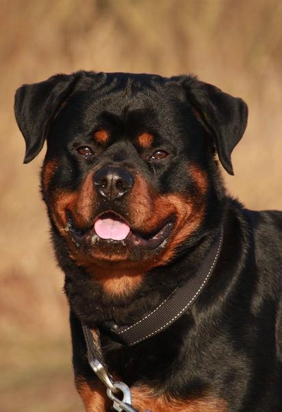Ротвейлер