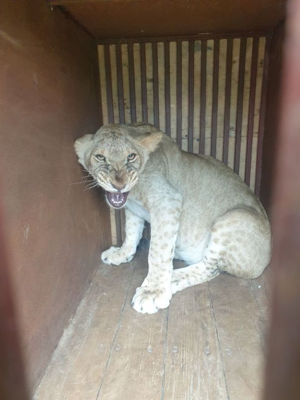  / © facebook.com/UAnimals.official