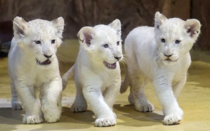 В немецком зоопарке показали троицу редких белых львят
