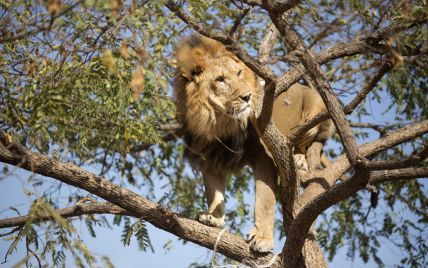 З відрубаними головами і лапами: шістьох левів знайшли мертвими в заповіднику Уганди