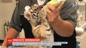 У парку розваг в Нью-Джерсі працівники вигодовують рідкісного амурського тигра
