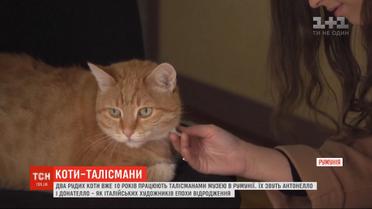 Рыжие талисманы: два котика 10 лет живут в румынском Национальном музее
