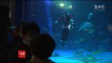 Санта Клаусы под водой: в Южной Корее устроили рождественское шоу для посетителей аквариума