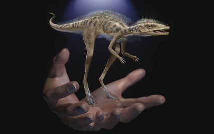 Ученые обнаружили на Мадагаскаре миниатюрного предка динозавра
