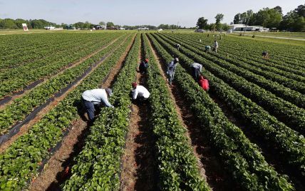 Відсутність українських заробітчан на полях Чехії ставить місцевий агробізнес на коліна – підприємці
