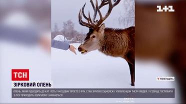 Олень Борька подружился с людьми и стал звездой соцсетей