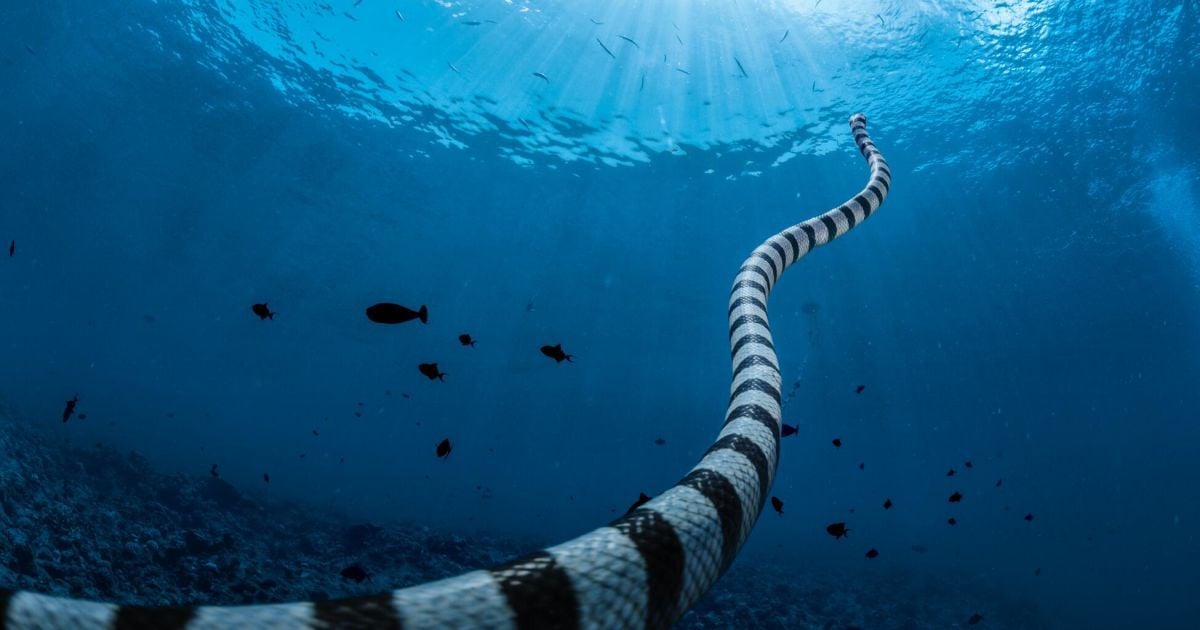 Південна лагуна Рок-Айлендс, Палау / Фотограф: Кілії Юян