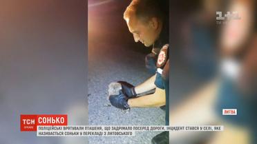 Пугач-сонько: литовські поліцейські врятували пташеня, що заснуло посеред дороги