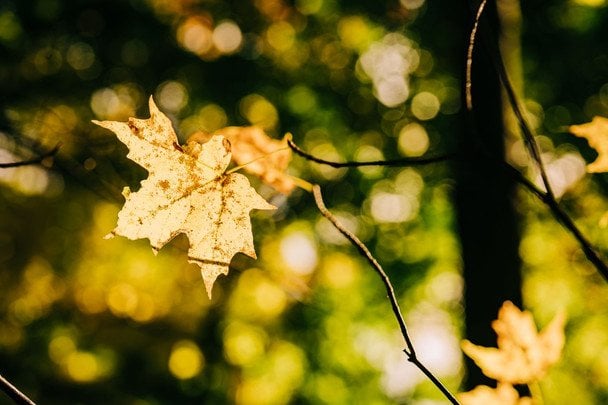Народні прикмети на Різдво Пресвятої Богородиці / © pexels.com