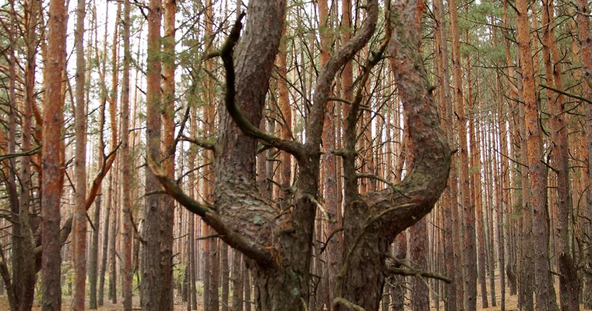 Чорнобильський Радіаційно-екологічний Біосферний Заповідник