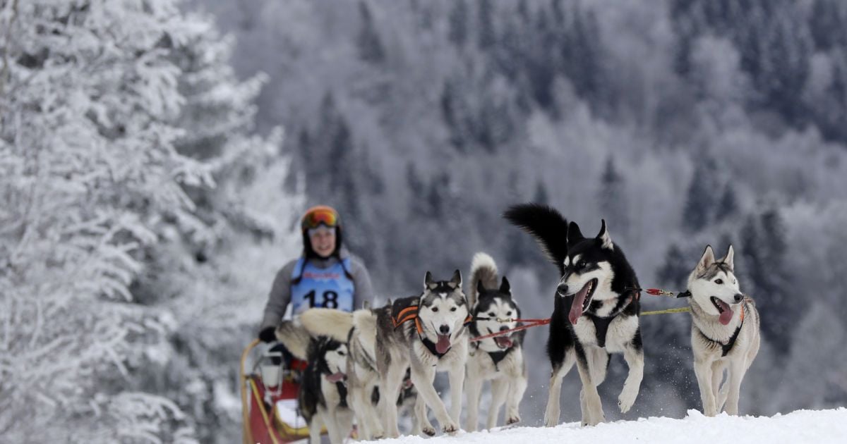Собаки_собачі перегони_1 / © Associated Press
