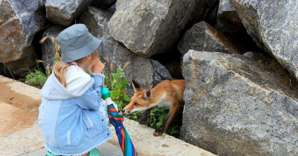 Под Одессой на побережье моря поселились лисы, которые не боятся людей: опубликовано атмосферные фото
