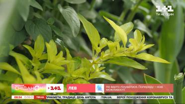 Як облаштувати грядку лікарських та пряних трав – Сніданок на дачі