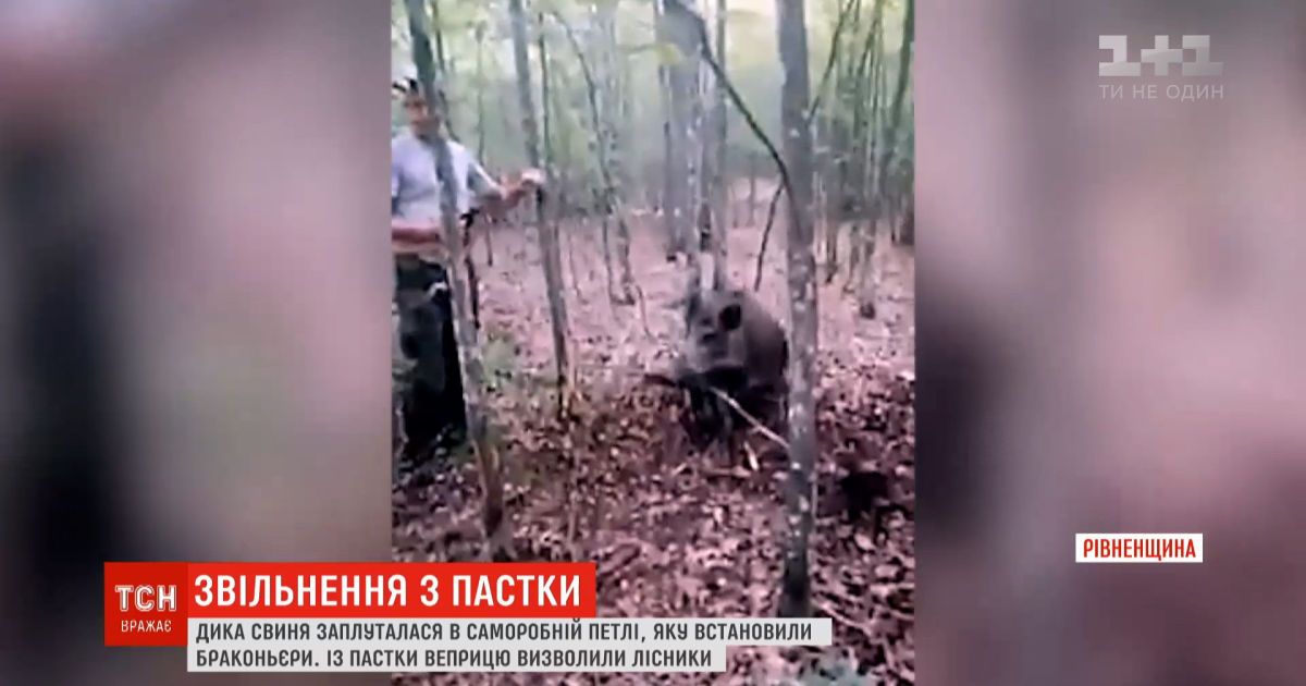 В Ровенской области спасли дикую свинью, которая запуталась в петле браконьеров