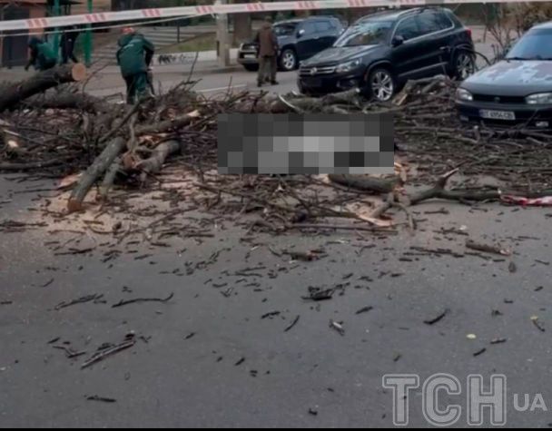 В Киеве дерево убило человека / © из соцсетей