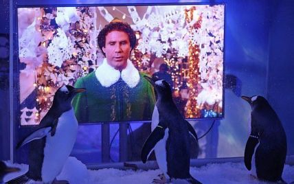 В аквариуме Лондона пингвинам показывают рождественские фильмы, чтобы птицы не унывали без посетителей
