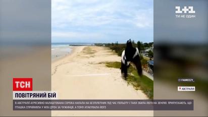 Новости мира: в Австралии сорока напала на беспилотник