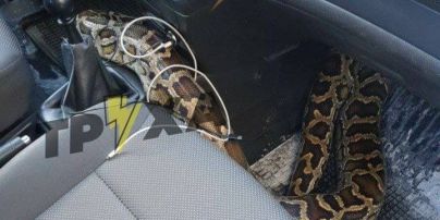 Доставка с сюрпризом: таксист в Харькове в салоне авто обнаружил змею