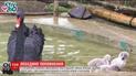 В столичном зоопарке произошло пополнение в семье черных лебедей