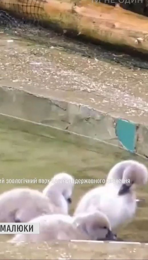 В столичном зоопарке произошло пополнение в семье черных лебедей