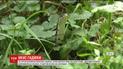 На Львівщині 10-річну дівчинку вкусила гадюка