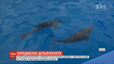 Детеныш дельфина появился на свет в Одесском дельфинарии