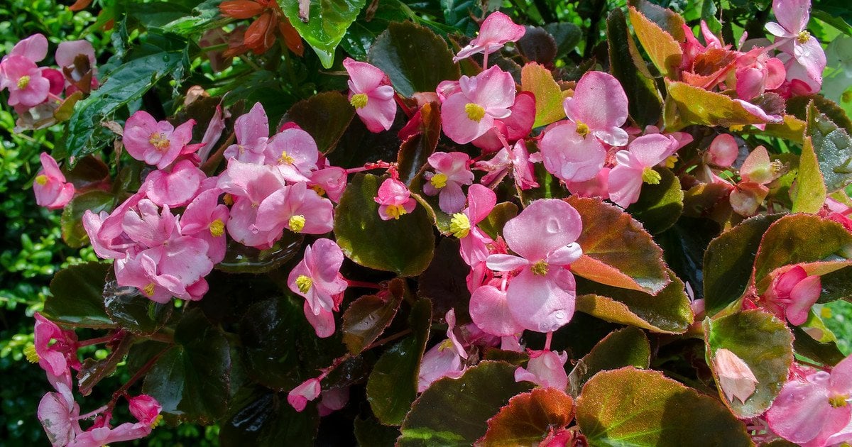 Найкращі тіньолюбні рослини для горщиків