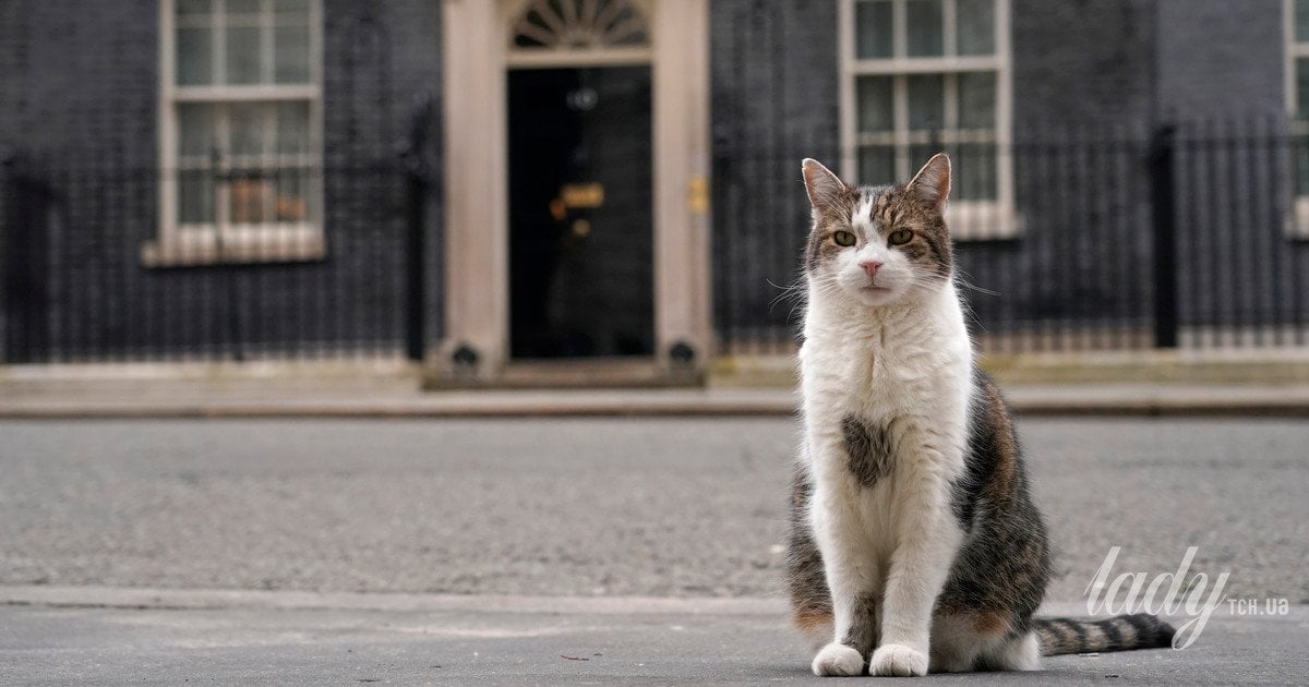 Кіт Ларрі мишолов у резиденції британських премєрів на Даунінг-стріт
