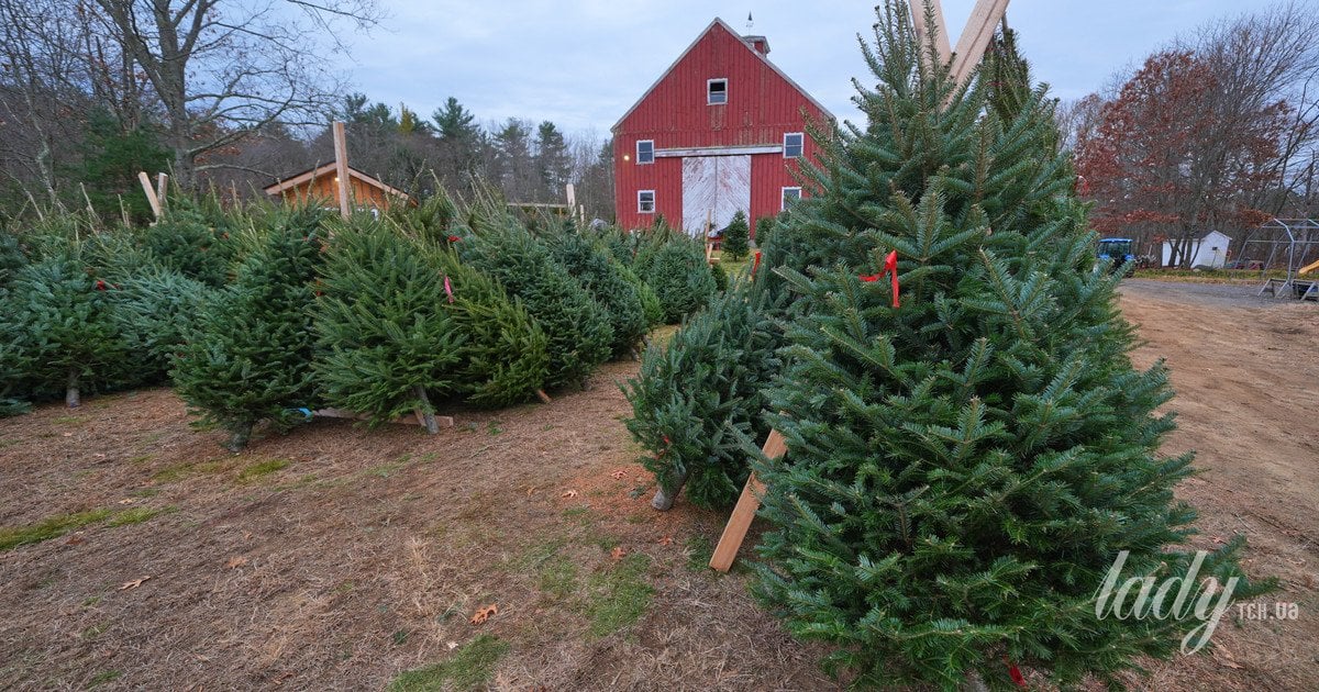 Яка новорічна ялинка має найкращий аромат