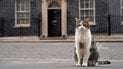 Кот Ларри мышелов в резиденции британских премьеров на Даунинг-стрит