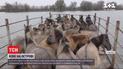 На пароме, через переправу: как доставляли диких лошадей из латвийского заповедника в дельте Дуная